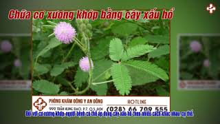 chữa bệnh cơ xương khớp bằng thuốc nam tại nhà đơn giản mà hiệu quả cực cao