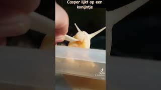 Casper voeren.🐌 Reuzenslak lijkt op konijntje 🐰