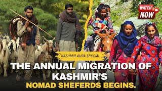 #Watch | The Annual Migration Of Kashmir's Nomad Sheferds Begins.