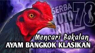 Mencari Bakalan Ayam Bangkok Klasik