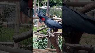 Cockatoos are intelligent and social birds, forming strong bonds with their owners or flock members