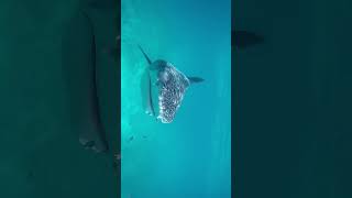 Tiger Shark😱 subscribe for more #shorts