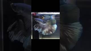 betta Fish Malayalam Whatsaap status