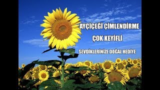 SAKSIDA AYÇİÇEĞİ ÇİMLENDİRME, SEVDİKLERİNİZE EL EMEĞİ HEDİYE