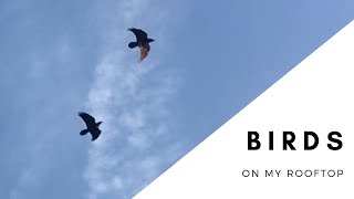 BIRDWATCHING | OH HAPPY MEI