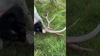 Bird dogs and Brown Elk Sheds