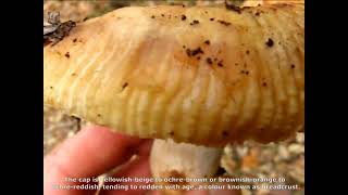 Russula foetens. Champimaginatis. English Text.