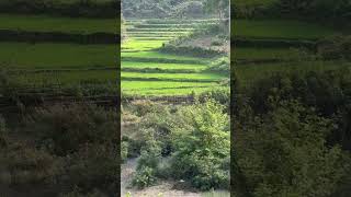 What is the terraced field in Vietnam? #shorts