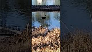 A Rare Sighting of a #Canadian #Goose in NW Florida. #shorts #shortvideo #ytshorts