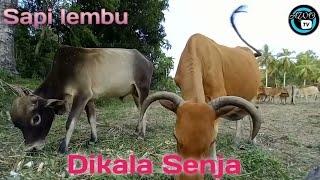 sapi lembu | sapi lembu berkumpul di sore hari