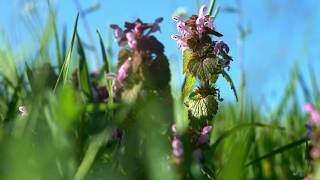 [4K] Flashes of spring in epidemic Poznan