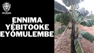 ENNIMA YÉBITOOKE EYÓMULEMBE - OMUGANDA NÉKITOOKE