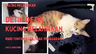 DETIK DETIK KUCING MELAHIRKAN ❗