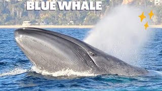 Blue whale sound/largest animal on the earth/whale facts/#whale #whales #whalefamily