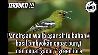 Pancingan wajib agar cipoh / sirtu bahan / hasil ombyokan cepat bunyi dan cepat gacor / green iora