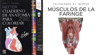 Anatomía FARINGE - Coloreando Netter