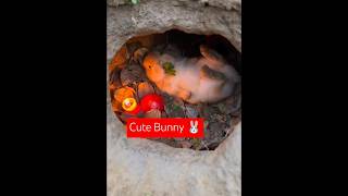 Cut Bunny 🐰 Video #petlovers