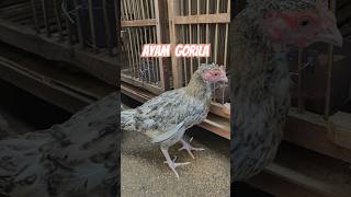 STOK BARU || ANAKAN AYAM HIAS GORILA #ayamgorila #anakanayam #babychicks #ayamraksasa #ayamhias