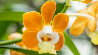 Episode 25 Vanda denisoniana 'Orange' and Prosthechea vitellina