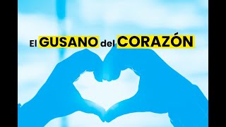 El gusano del corazón