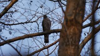 Sperber vor Sonnenuntergang 4k _ #Vogelbeobachtung