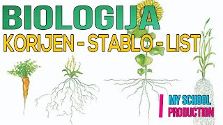 KORIJEN STABLO LIST Biologija