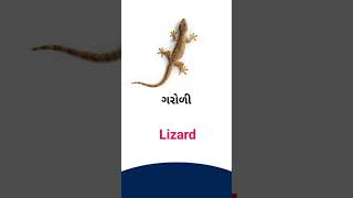 Lizard meaning in Gujarati - English Dictionary