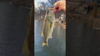 Nice bass on a Smokey shad fluke. First bass of the year