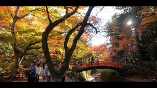 Kyoto Jojakkoji and Nison-in, November 2022