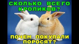 Сколько у нас кроликов, почём покупали поросят