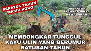 MEMBONGKAR TUNGGUL KAYU ULIN KIRA KIRA UMUR NYA SERATUS TAHUN TAPI MASIH KOKOH