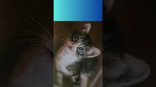 I gatti non percepiscono il dolce   #shorts #curiosità #amicifelini #cute #viralvideo