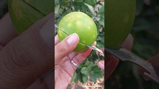 Fruit harvesting 🍋‍🟩🍏🍐🍑🍓 #oraganic #fruit #harvesting #gardening @gardening_lover7469