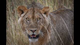 Wonder Where The Lions Are - OAT Masai Mara & Serengeti