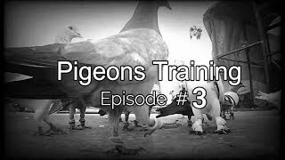 New Pigeons Training || Bal de Diya Aj || Episode 03..