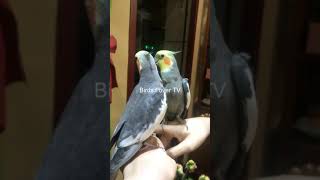 Smart and lovely little budgies #part-1