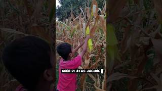 Menemukan Layangan Di Atas JAGUNG