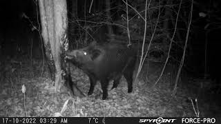 Wild Boar using Tar Tree/Mežacūka