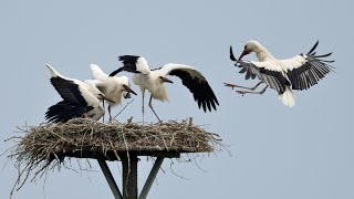 Artenporträt Weißstorch