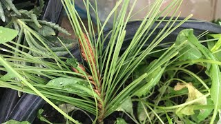 Pine Tree Propagation Update