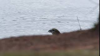 Crossbill juveniles - a brief drink