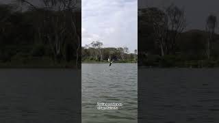 Águila pescadora en acción en el lago Naivasha en Kenia 🇰🇪