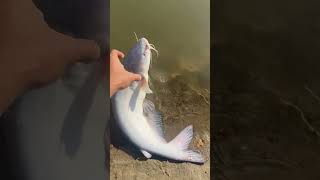 Fall blue catfish #catfish #fall #2024 #mustard #fyp