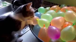 Water Balloons vs Cat