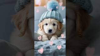 Cupid with Golden #cupid #dog  #puppy #shorts #viral #trending #shorts  #youtubeshorts #cute #doggo