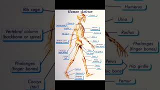 HUMAN Skeleton #system   #upsc #ssc #bpsc #trending  #biology #neet  #viral