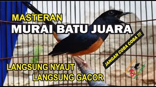 PANCINGAN MURAI BATU JUARA LANGSUNG GACOR