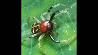 Brown Flower Spider(Camaricus formosus) #spider #colors