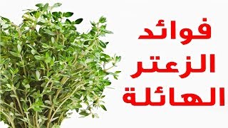 تعرف على فوائد الزعتر