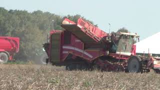 Die 4 reihigen selbst fahrenden Kartoffelroder Grimme VARITRON 47 TT Trac Kartoffel Roden im